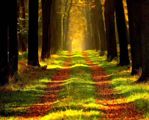 Bestattungshaus Schlage