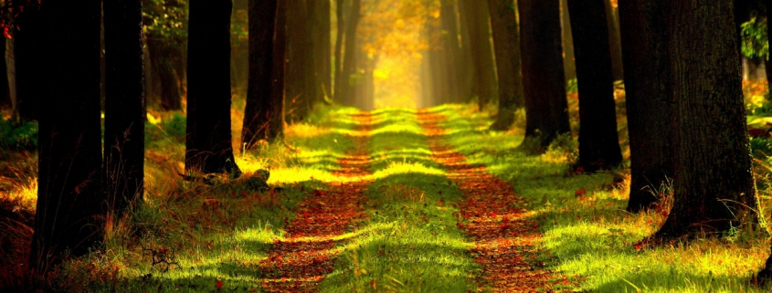 Bestattungshaus Schlage